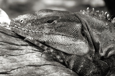 Close-up of lizard