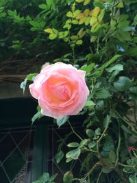 Close-up of pink rose in rain