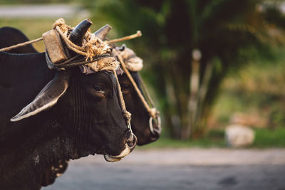 Close-up of a cow