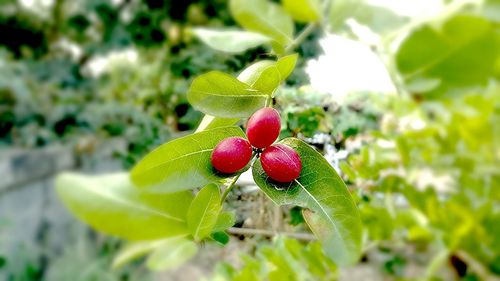 Close-up of red berries on tree