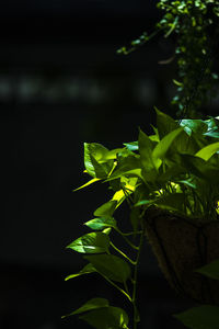 Close-up of leaves against blurred background