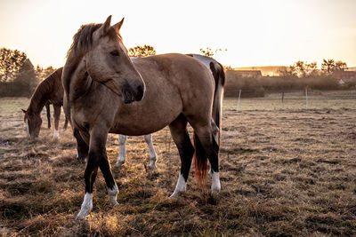 Horses standing in field against sky