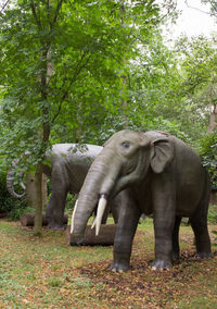 Elephant in a forest