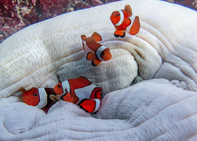 High angle view of stuffed toy on bed