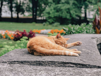 View of a sleeping cat