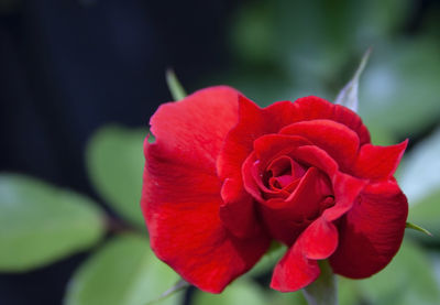 Close-up of red rose