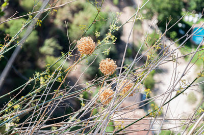 Close-up of dried plant on field
