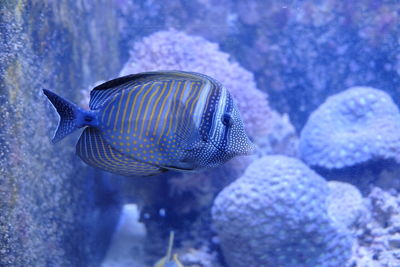 Fish in the aquarium 