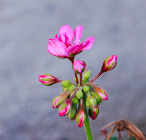 Close-up of pink flowering plant