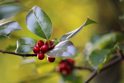 Close-up of berries growing on tree