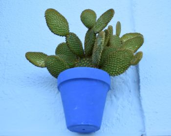 Close-up of succulent plant on blue table