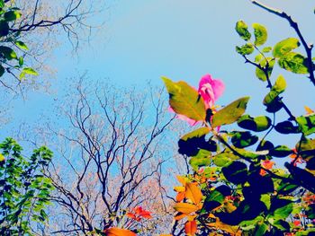 Low angle view of bougainvillea blooming on tree against sky