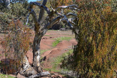 Close-up of tree against sky