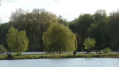 Trees by lake against sky