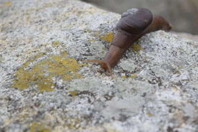 Close-up of a lizard