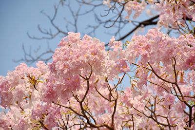 Low angle view of cherry blossom tree