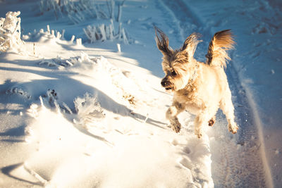 Dog on snow covered land