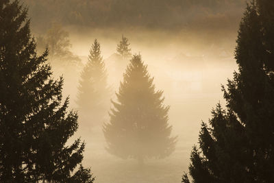 Silhouette trees in forest during foggy weather