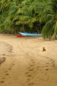 This photo captures the essence of the philippines, with a traditional wooden boat bobbing.