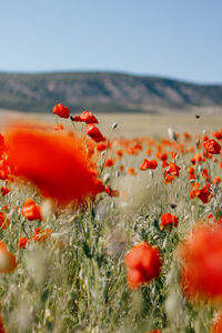 Close-up of yellow flowering plants on field against sky