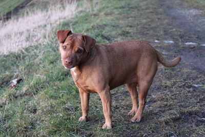 Portrait of dog standing on grass