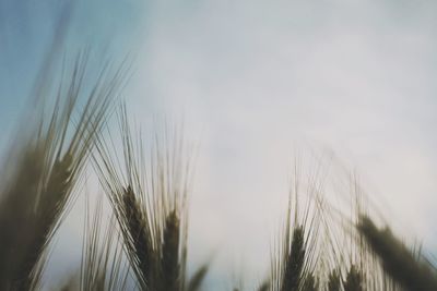 Close-up of wheat field against sky