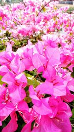 Close-up of pink flowers