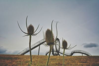 Close-up of thistle on field against sky