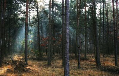 Trees in forest