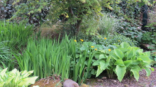 Plants growing on field