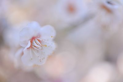 Close-up of white flower blooming outdoors