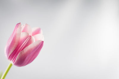 Close-up of pink flowers