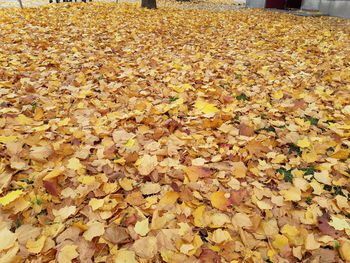High angle view of maple leaves on field