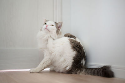 Portrait of white cat sitting in front of wooden door scratching itself