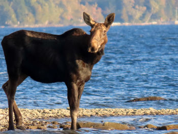 Horse standing in the sea