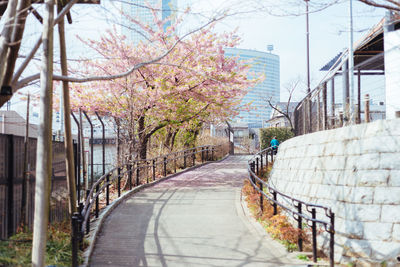 Narrow walkway along trees in park