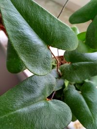 High angle view of green leaves on plant