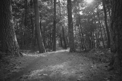 Footpath amidst trees in forest