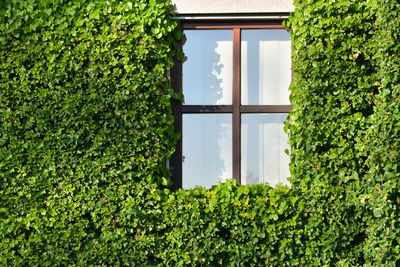 Plants growing outside house