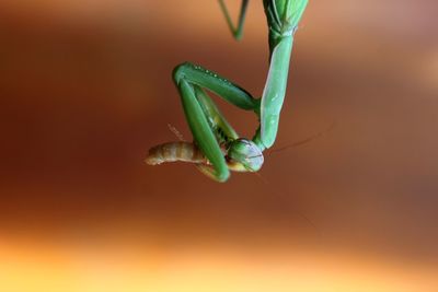 Close-up of insect