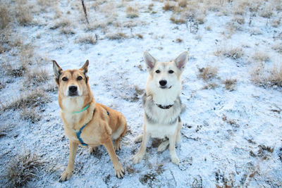 Portrait of dogs in snow