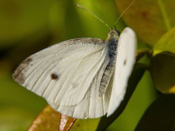 Close-up of butterfly on flower