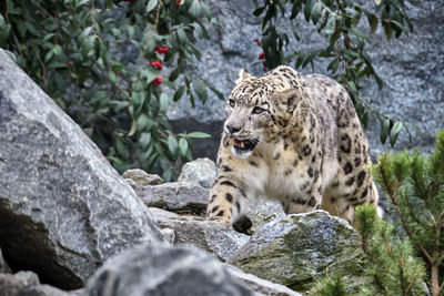 View of cats on rock in zoo