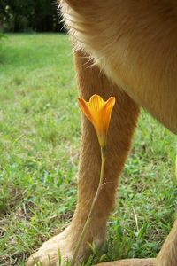 Close-up of horse on field