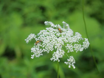 Insects on white flowers