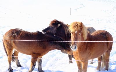 Horse in zoo