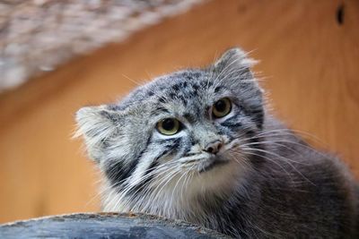 Close-up portrait of a cat