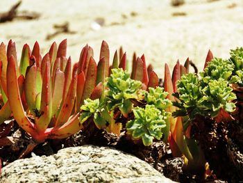 Close-up of prickly pear cactus