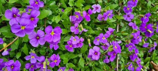 High angle view of purple flowering plants