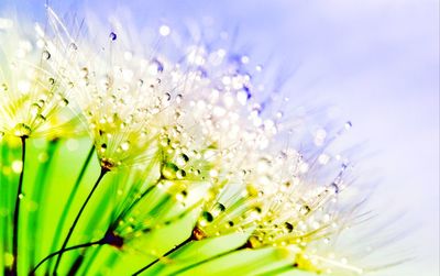 Close-up of purple flowering plant